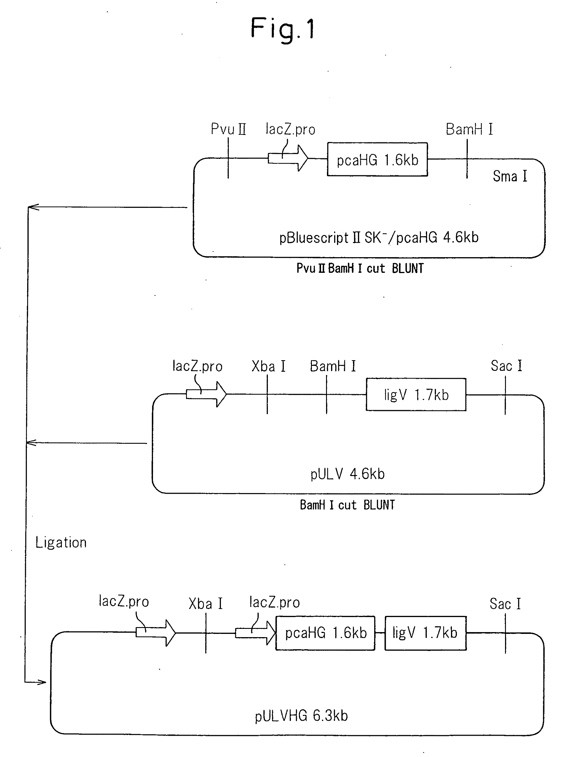 Plasmid, transformants and process for production of 3- carboxymuconolactone