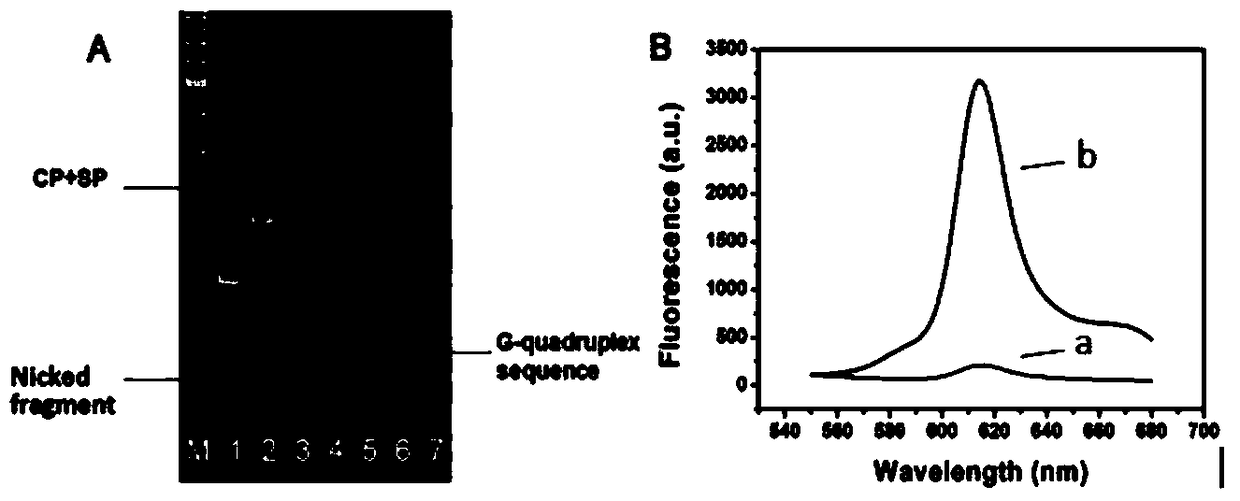 Double-loop hairpin probe-mediated label-free strand displacement amplification method for detection of bleomycin