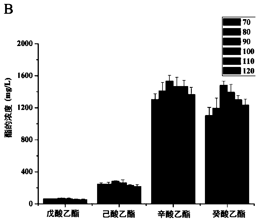 Aspergillus niger culture method and application thereof in catalytic synthesis of white spirit flavor ester