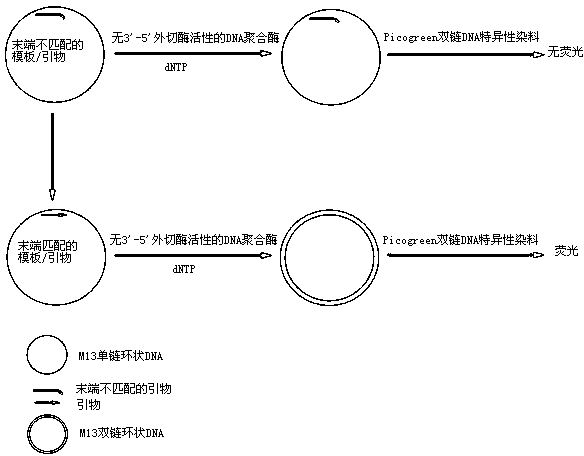 3'-5' excision enzyme activity measurement method