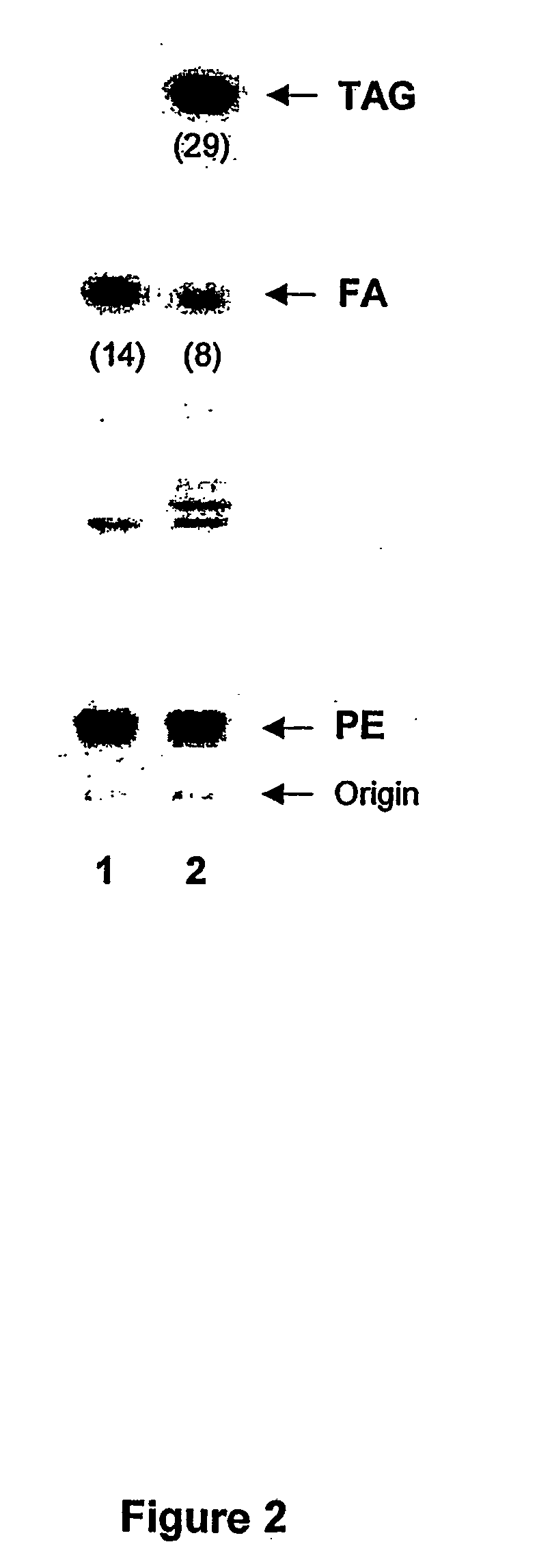 Acyltransferase