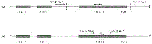 Molecular identification method of CGSS (cotton germplasm with stigma showing) gene