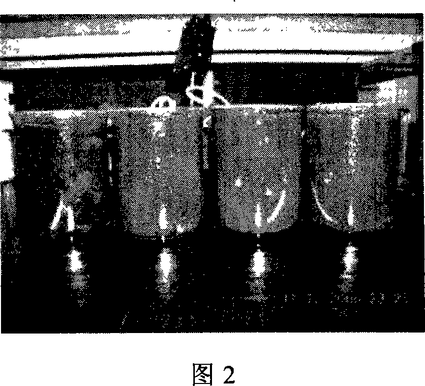 Method for treating wastewater by technique of sludge decrement type biomembrane piled ball packing