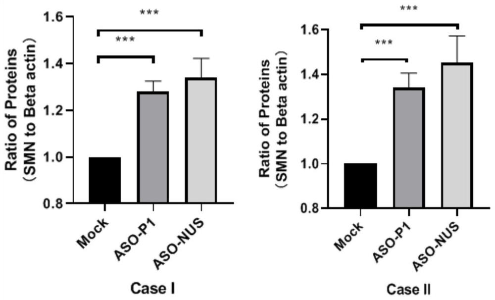 And antisense oligonucleotide is used for targeting region where methylation site nt-290 of SMN2 promoter region is located