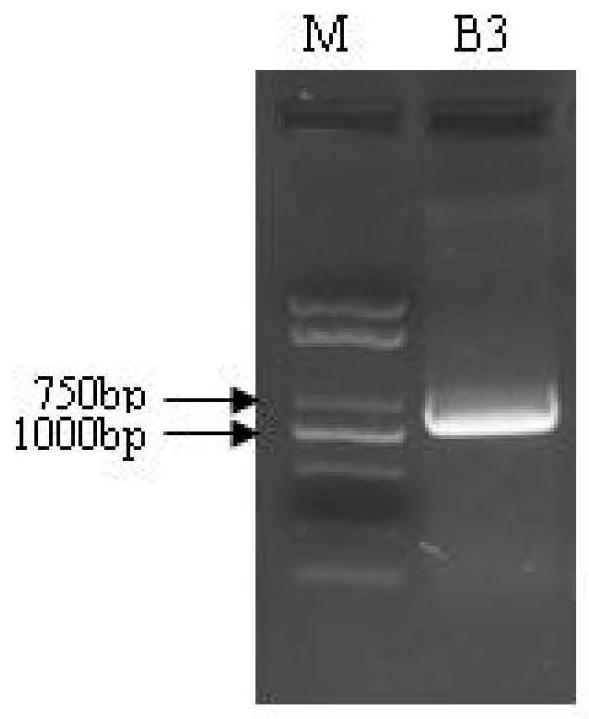 Protein related to flowering time of plants and applications of protein