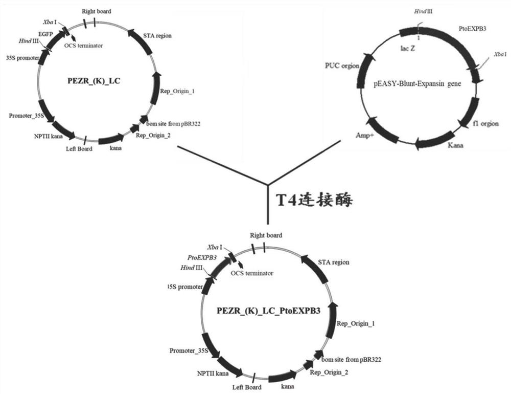 Protein related to flowering time of plants and applications of protein