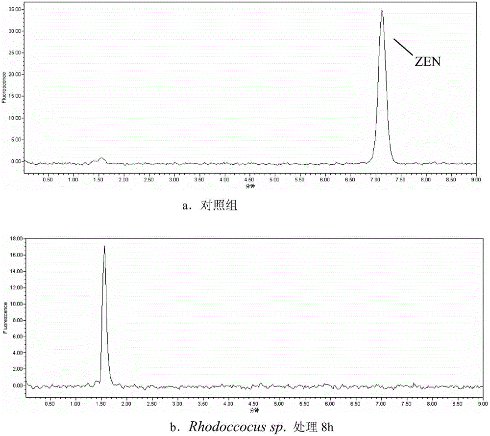 Rhodococcus sp. and application of rhodococcus sp. to zearalenone degradation