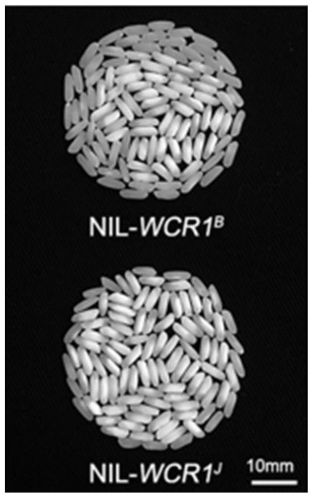 Application of WCR1 gene in regulating core-white rate or taste quality of rice