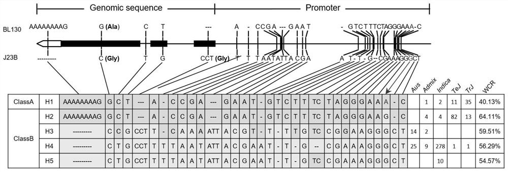 Application of WCR1 gene in regulating core-white rate or taste quality of rice