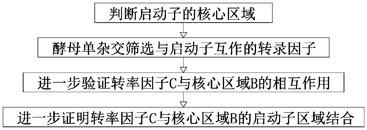 Screening method of banana aquaporin gene promoter transcription factor