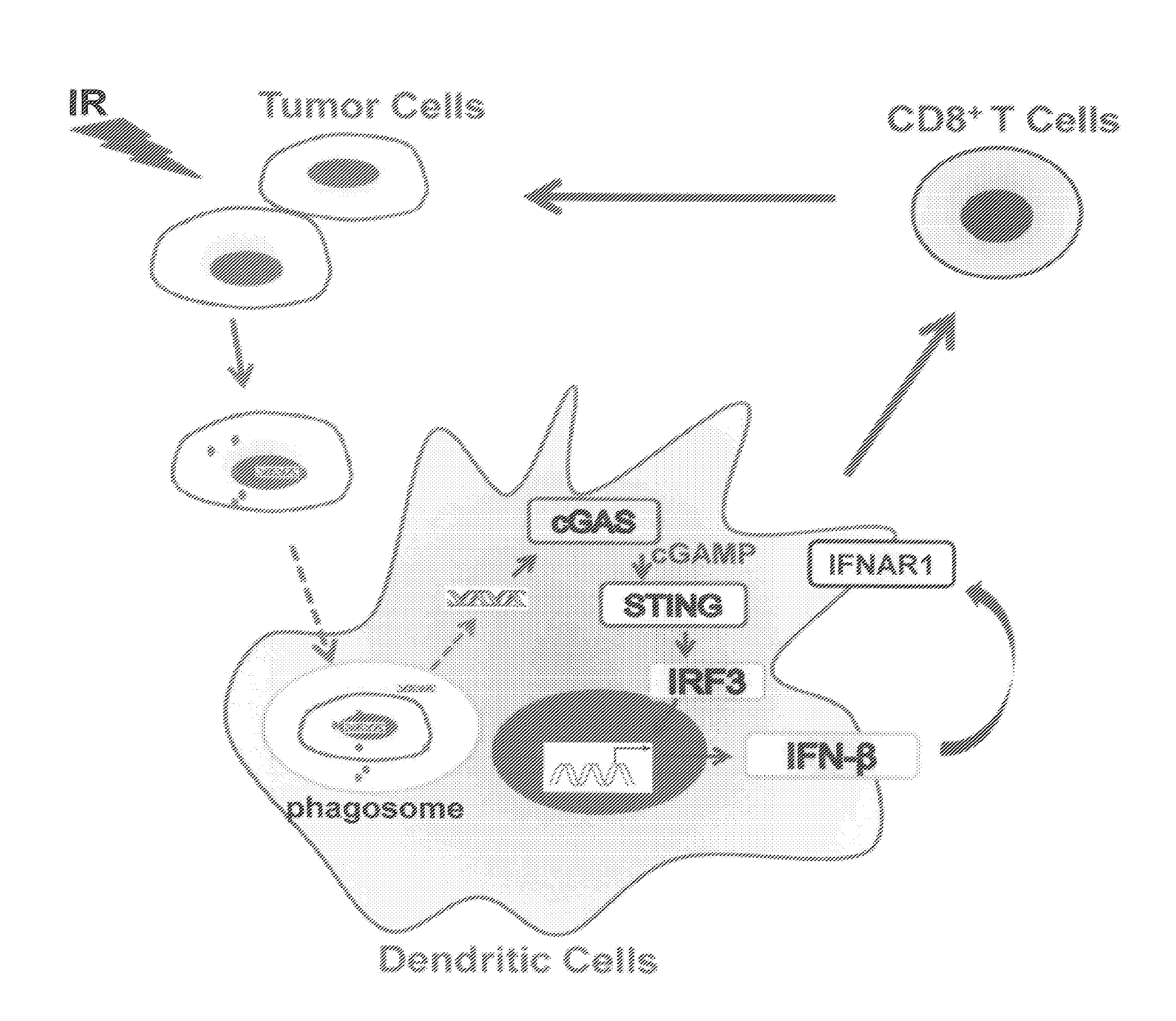 Anti-tumor therapy