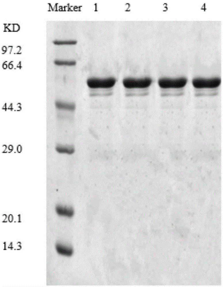 Polydatin bioconversion method using heat-resisting beta-glucosidase and mutants thereof