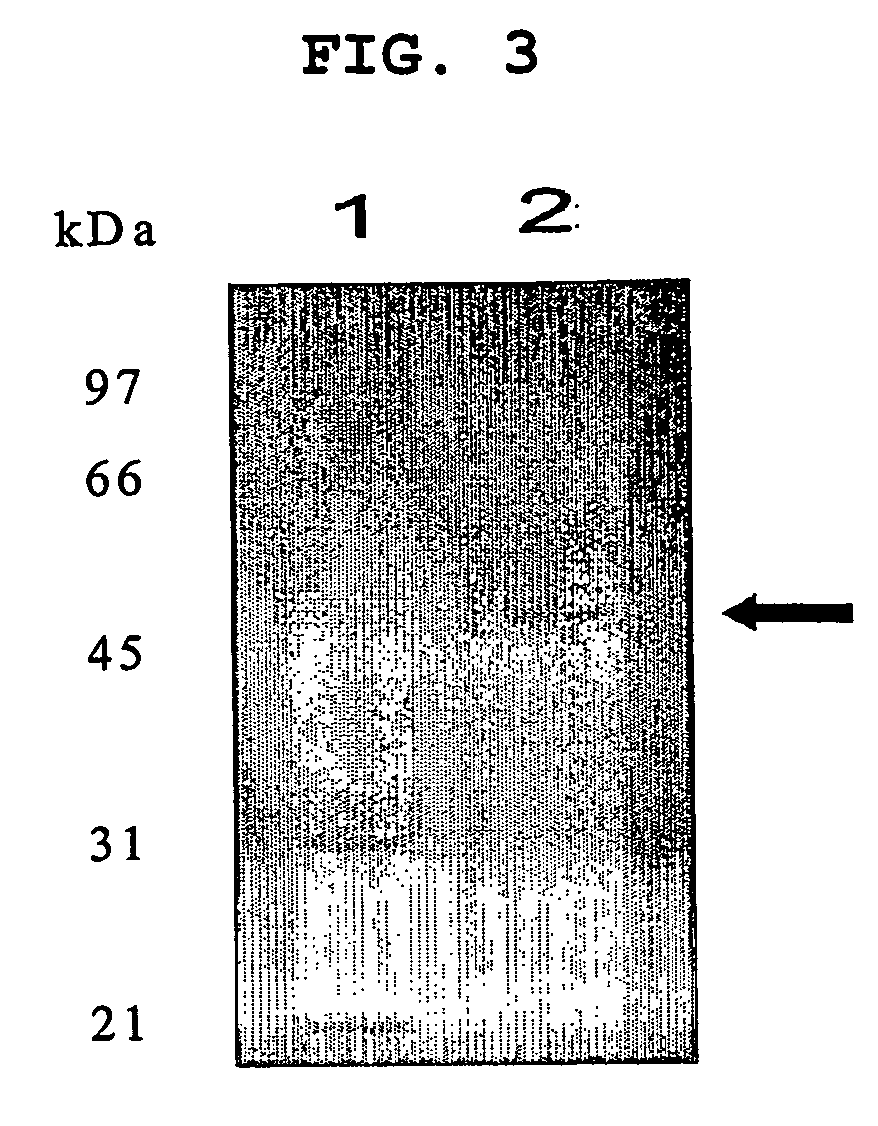 Phytase produced from Citrobacter braakii