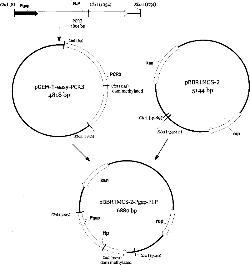 FLP-containing pBBR1MCS-2 recombinant plasmid and method for modifying zymomonas mobilis genome DNA