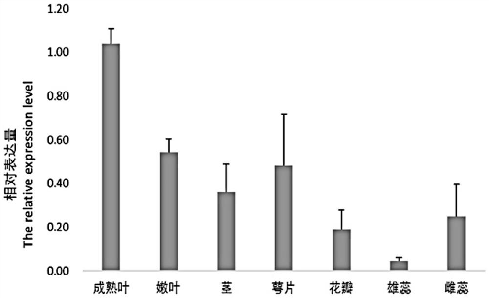 A high temperature-inducible promoter for plant green tissue-specific expression and its application