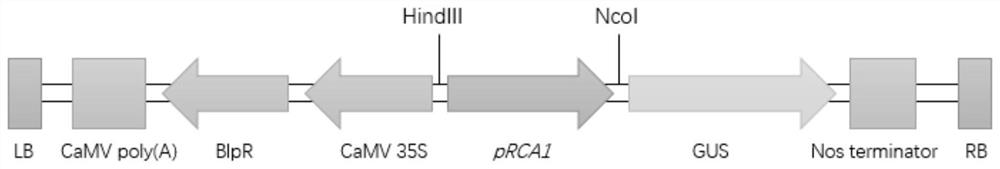 A high temperature-inducible promoter for plant green tissue-specific expression and its application