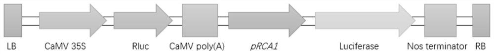 A high temperature-inducible promoter for plant green tissue-specific expression and its application