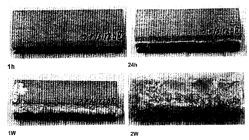 Hydrophobic cementitious composition