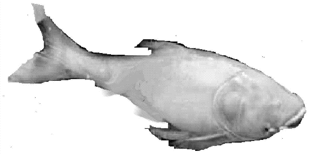 Method for cultivating pure aristichthys nobilis red.var groups