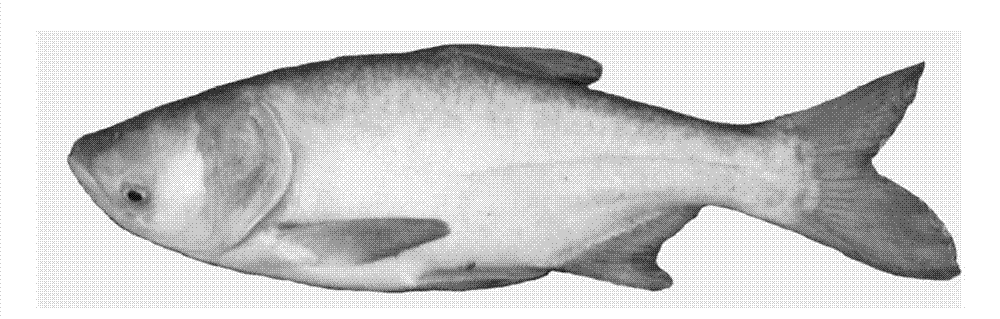 Method for cultivating pure aristichthys nobilis red.var groups