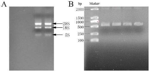 Construction method of RANKL recombinant protein expression vector and application thereof