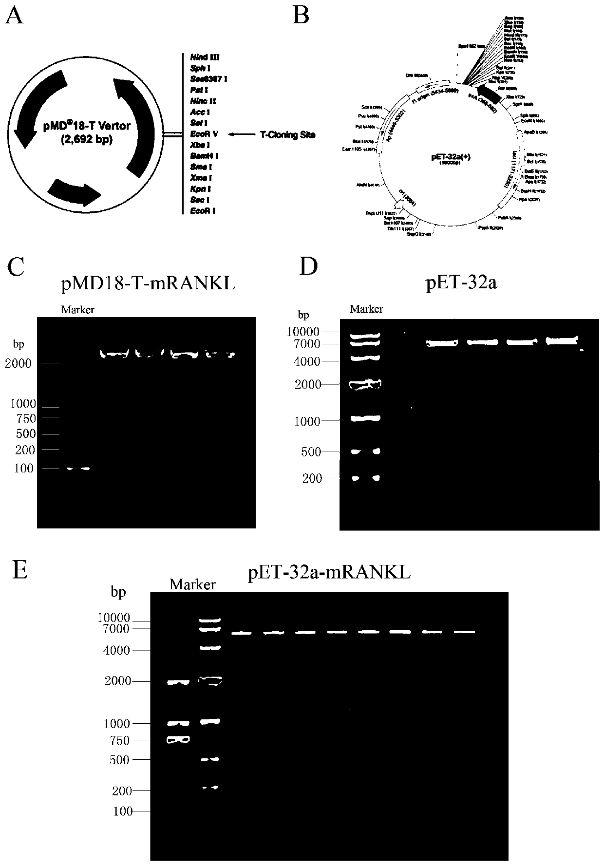 Construction method of RANKL recombinant protein expression vector and application thereof