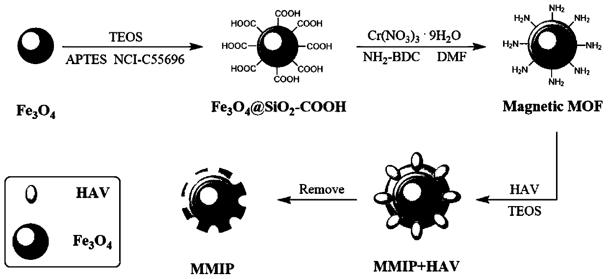 Construction and application of novel fluorescent imprinting sensor based on magnetic metal organic framework (MOF)