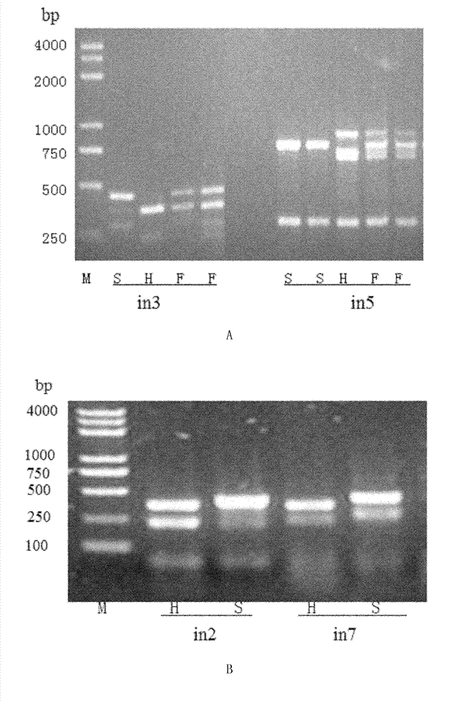 Molecular marker method for anti-rice blast gene Pi-hk1 (t) of paddy