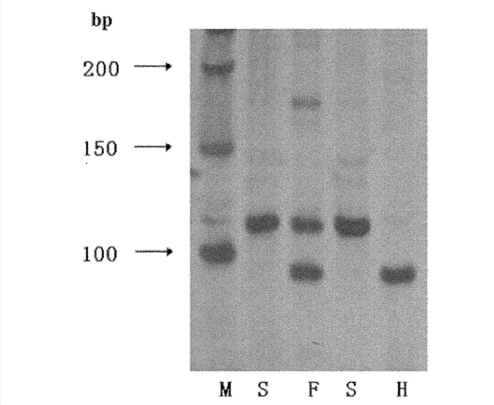 Molecular marker method for anti-rice blast gene Pi-hk1 (t) of paddy