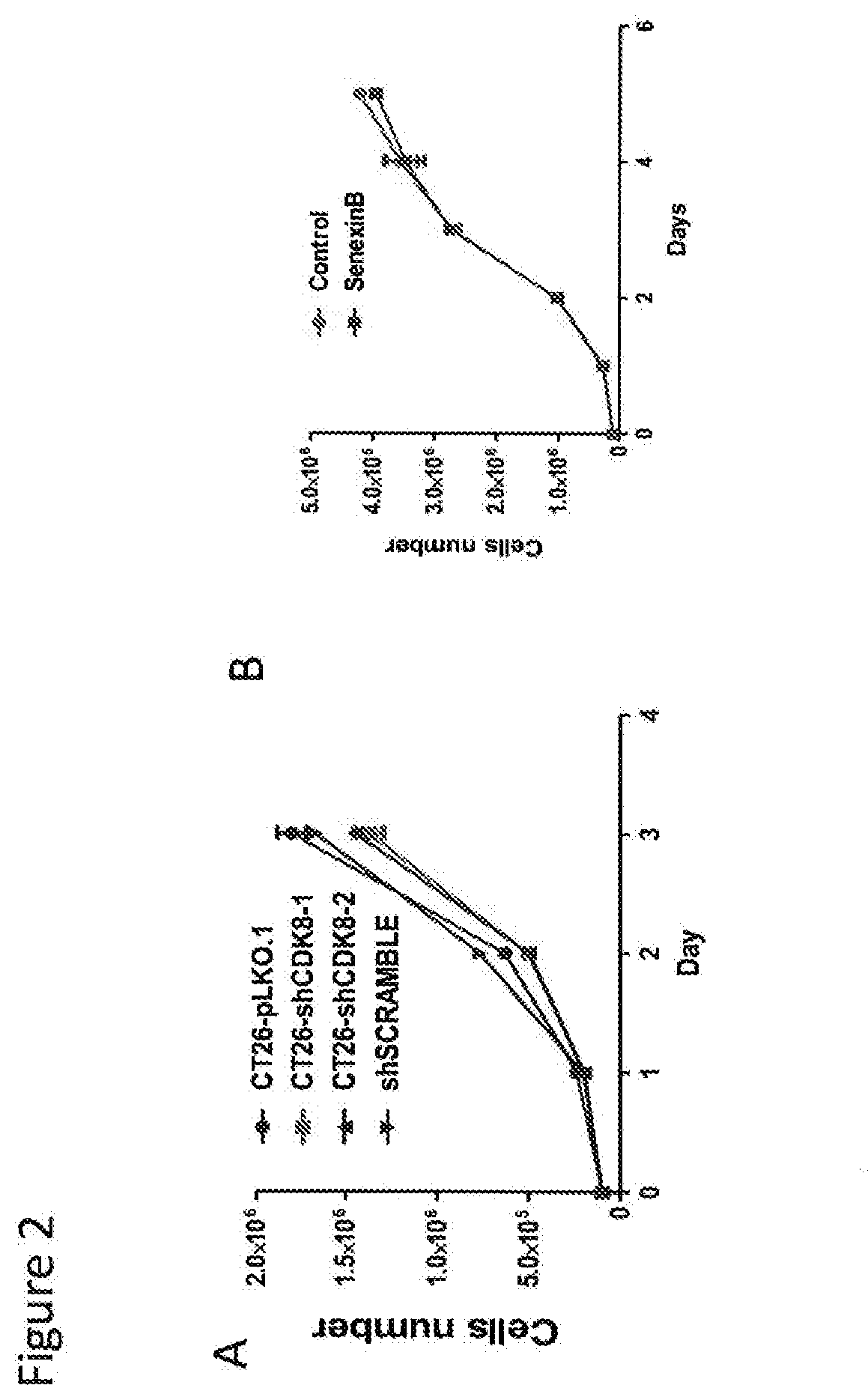 Use of cdk8/19 inhibitors for treatment of established colon cancer hepatic metastasis