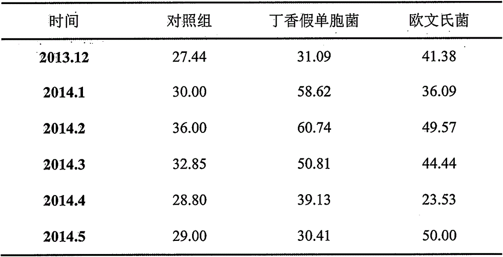 Biological prevention and control medicament for evergestis extimalis scopoli larvae, as well as preparation method and application method of biological prevention and control medicament