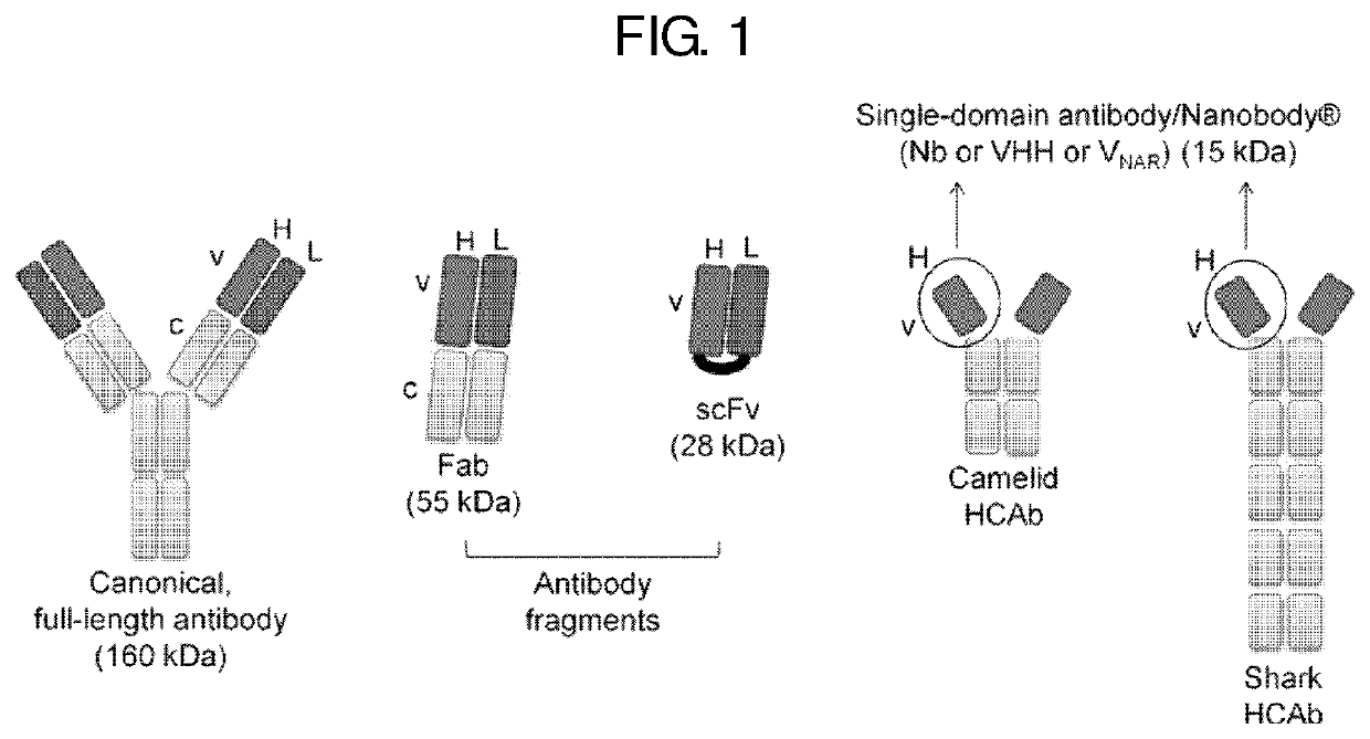 Antibody mimetic capable of being activated reversibly and uses thereof