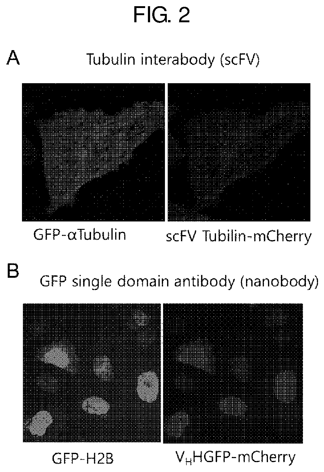 Antibody mimetic capable of being activated reversibly and uses thereof