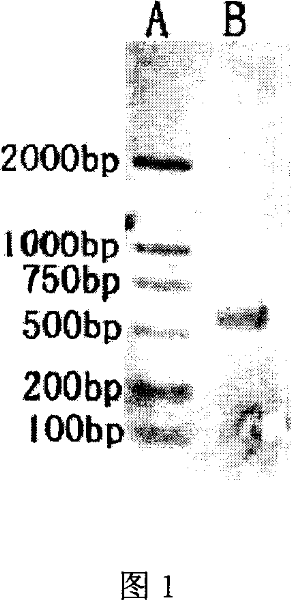 Function of Renyuan hepatic stellate cells for treating liver diseases by activating the corresponding protein