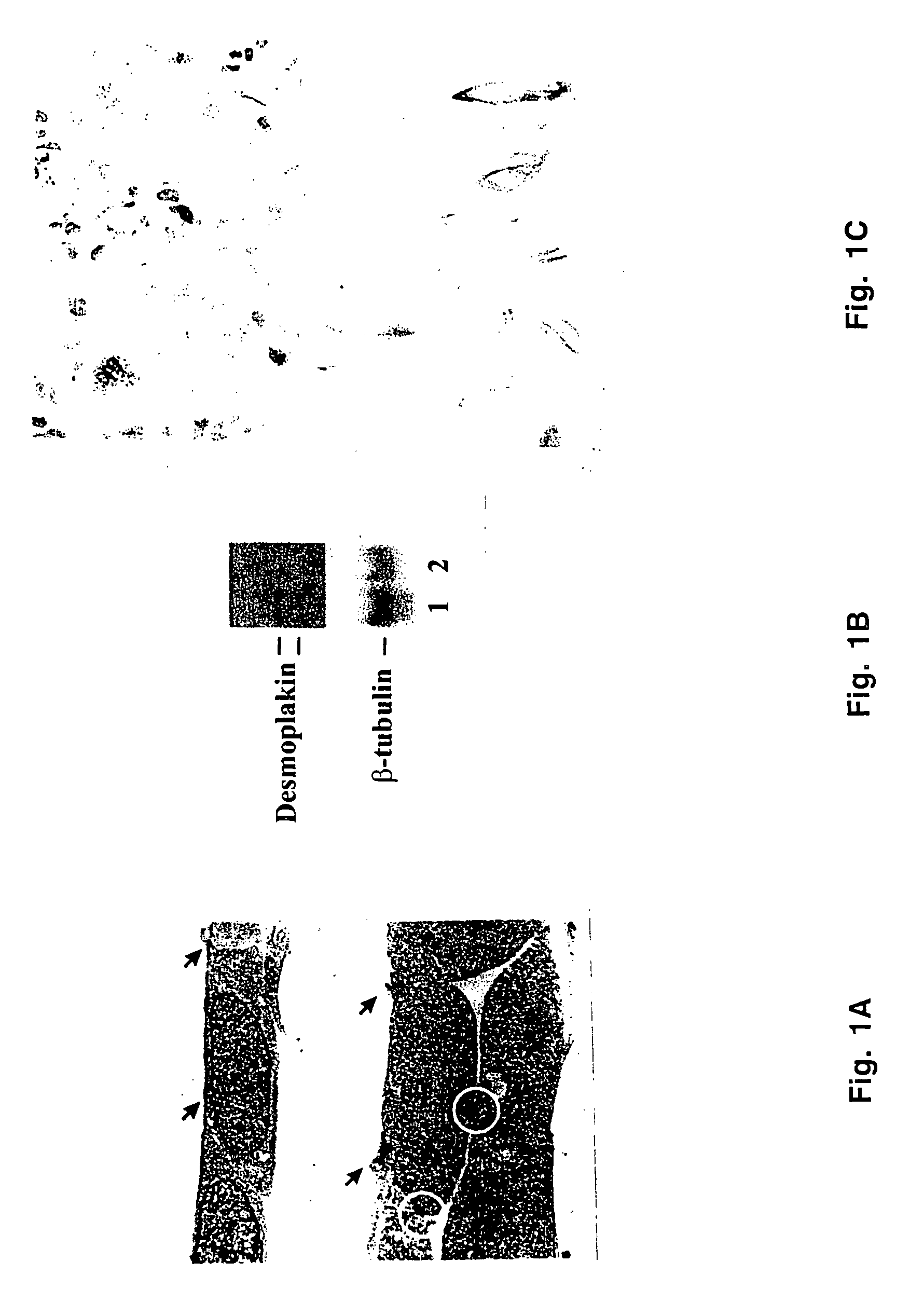 Krüppel-like transcriptional factor KLF4/GKLF and uses thereof