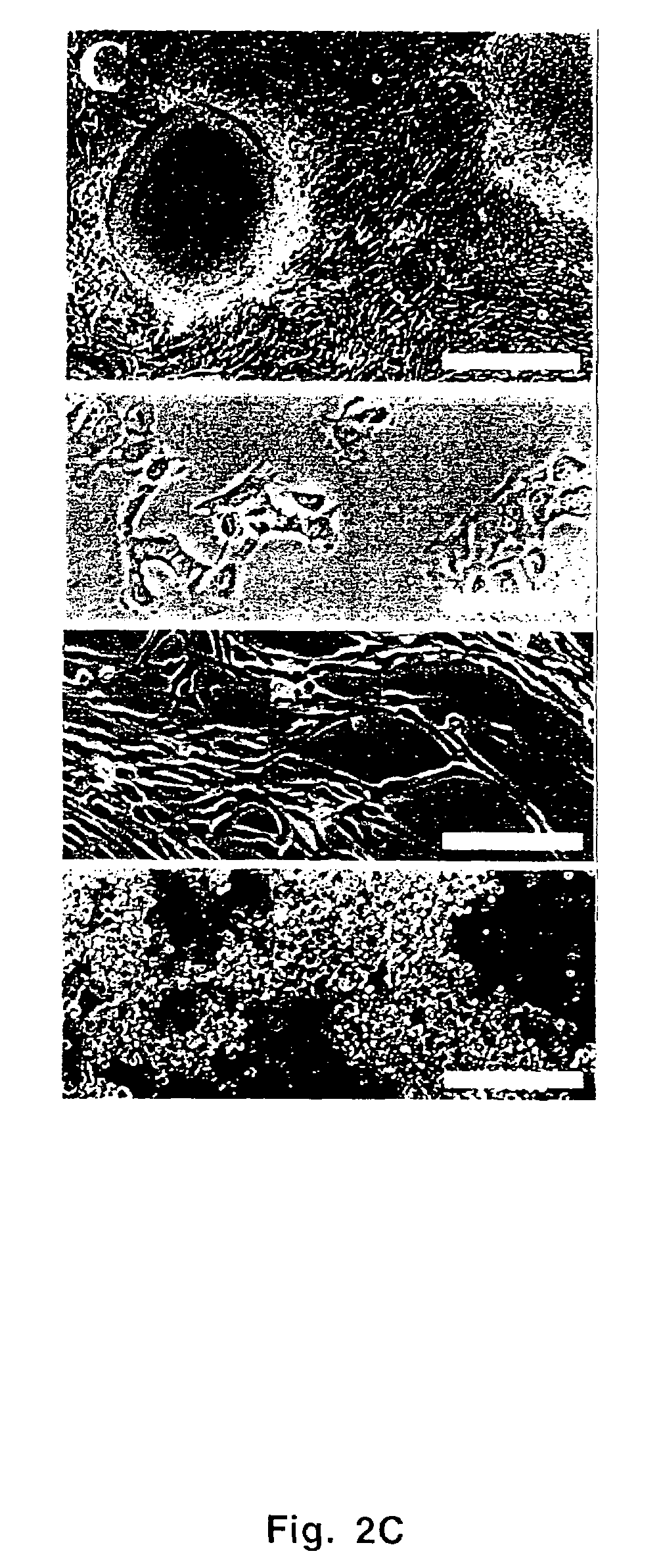 Krüppel-like transcriptional factor KLF4/GKLF and uses thereof