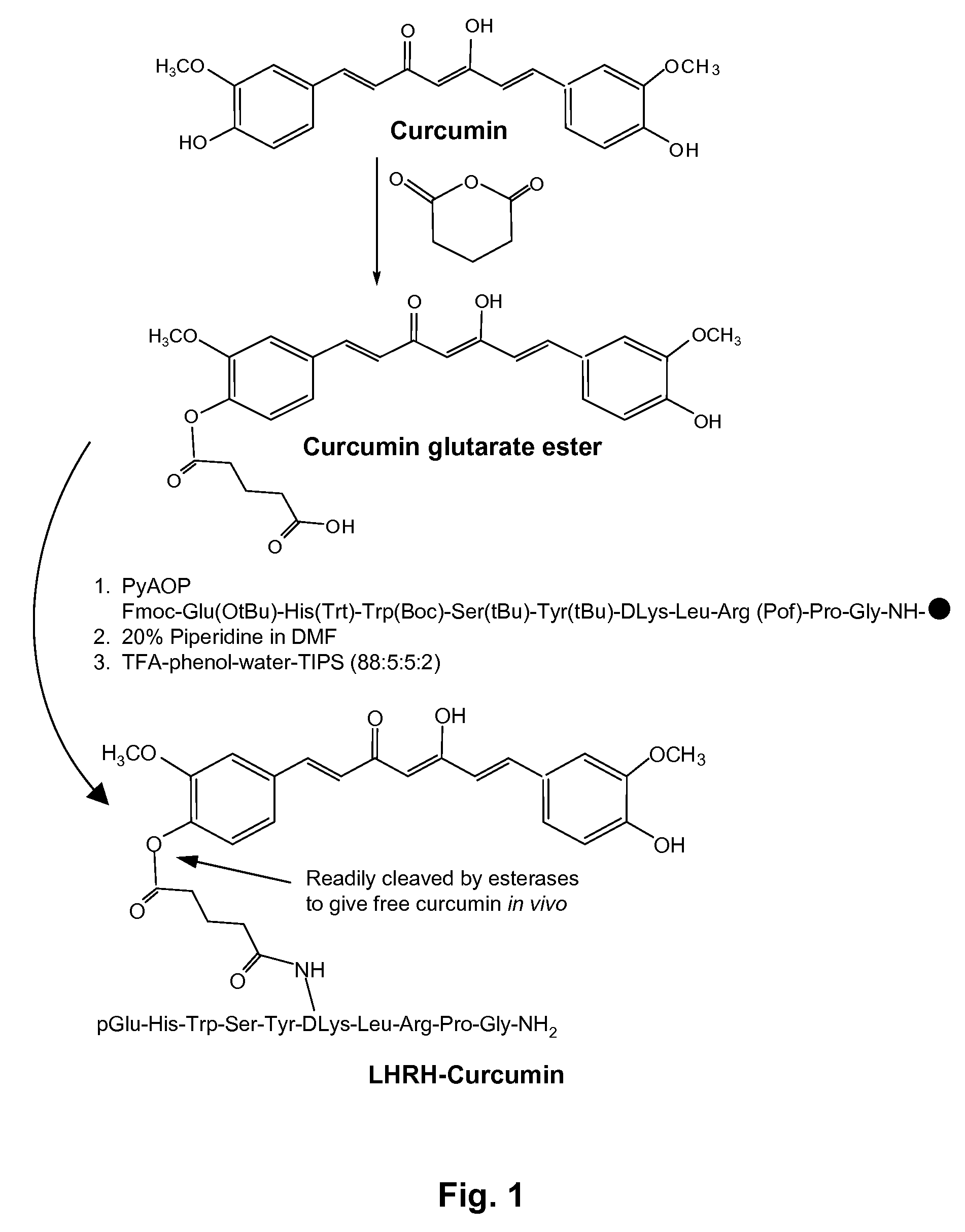 Curcumin conjugates for treating and preventing cancers