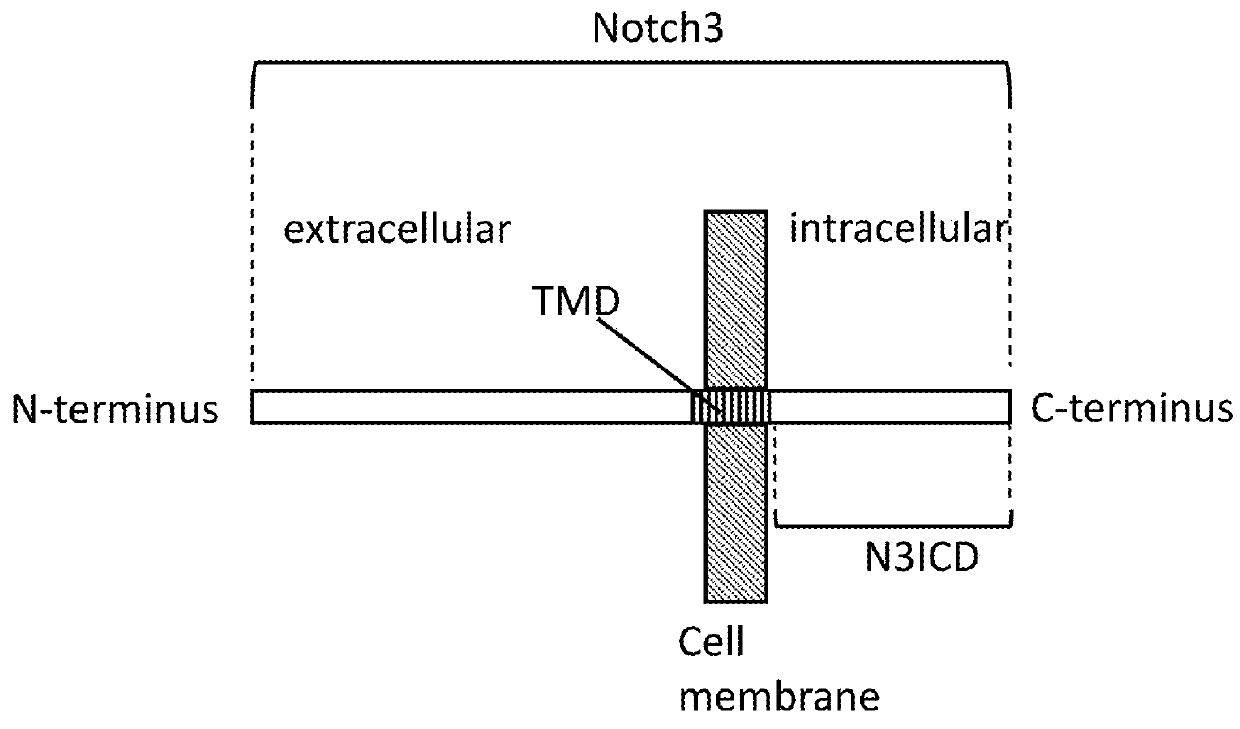 Method of inducing cellular differentiation using the Notch3 receptor intracellular domain