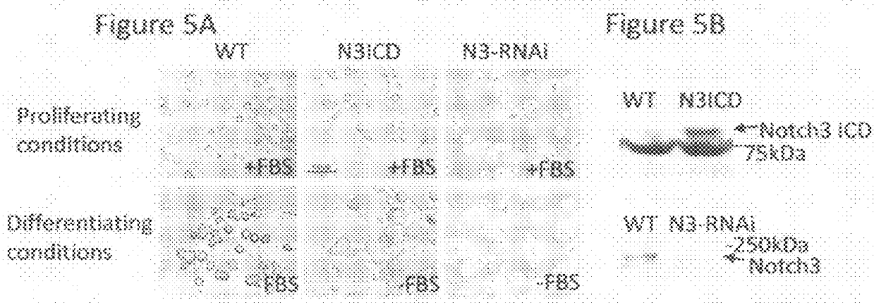 Method of inducing cellular differentiation using the Notch3 receptor intracellular domain