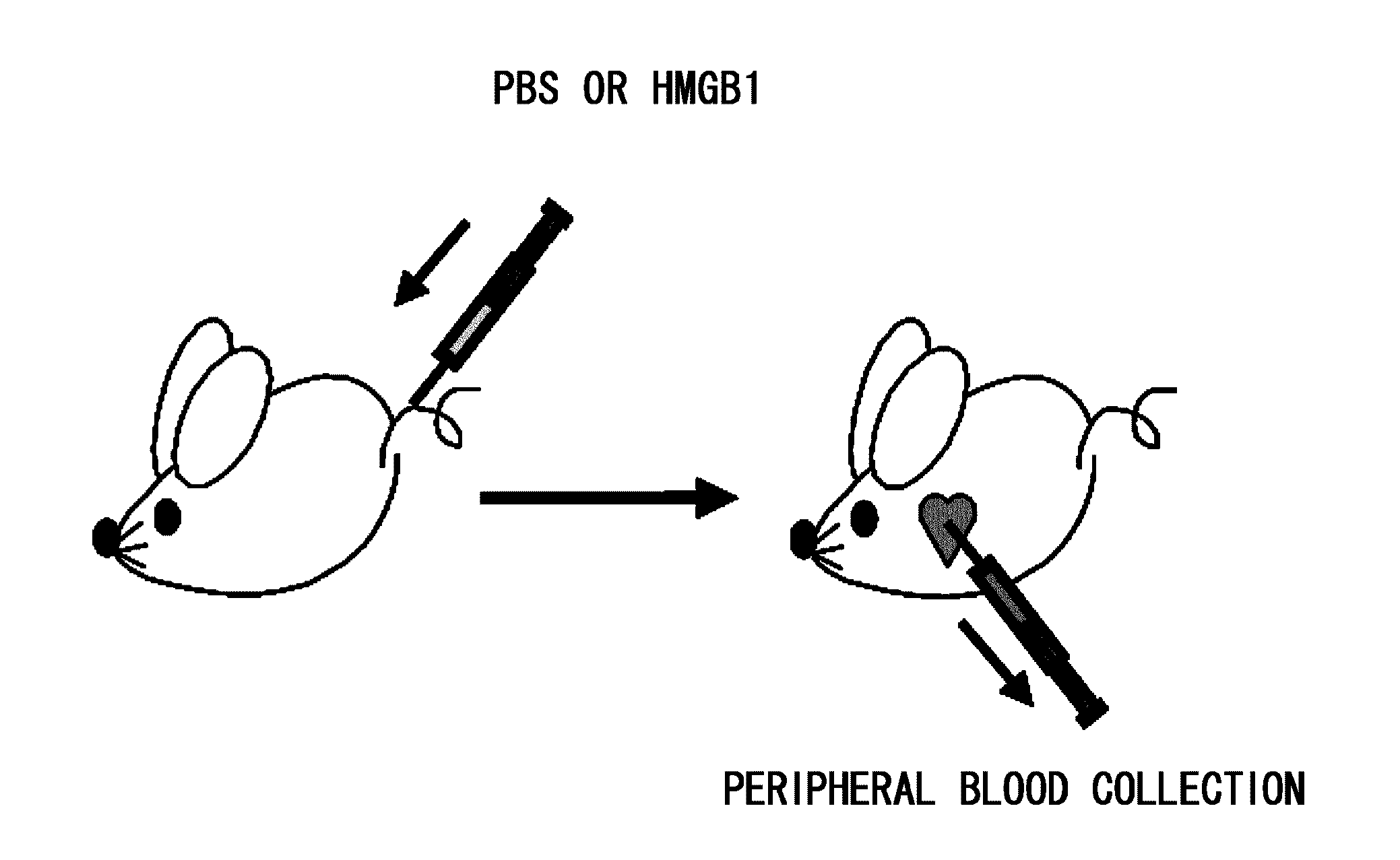 Agent for Recruitment of Bone-Marrow-Derived Pluripotent Stem Cell Into Peripheral Circulation