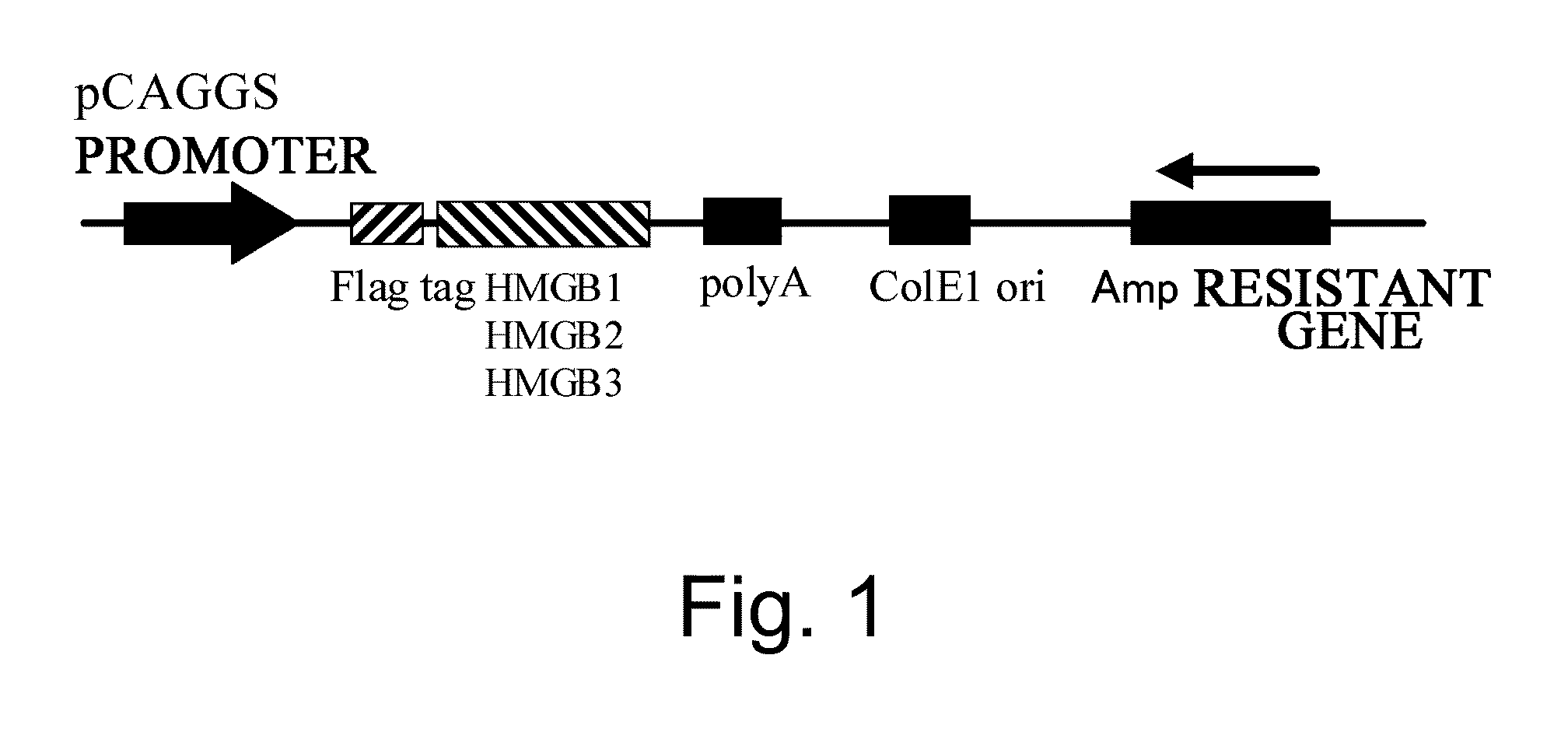 Agent for Recruitment of Bone-Marrow-Derived Pluripotent Stem Cell Into Peripheral Circulation