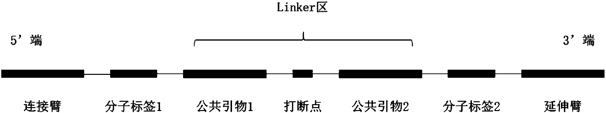 Screening method of molecular reverse probes for capturing specific region of enriched genome