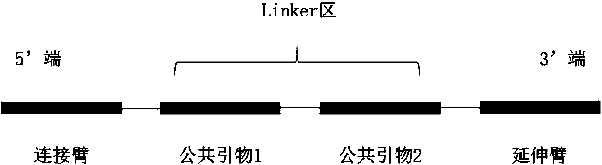 Screening method of molecular reverse probes for capturing specific region of enriched genome