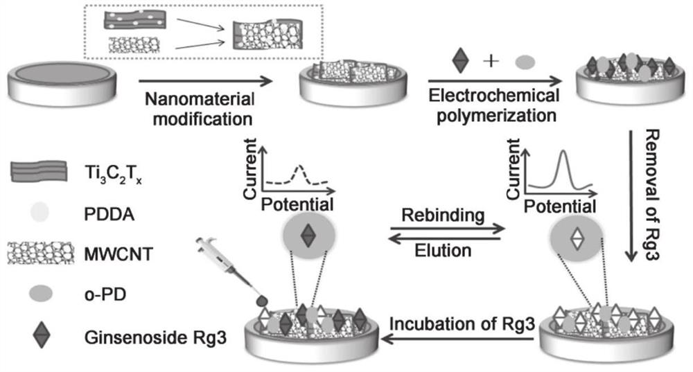 Electrochemical sensor, preparation method and application of electrochemical sensor in detection of ginsenoside Rg3