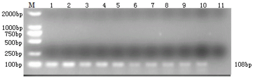 Primer for detecting Escherichia coli, and method and application of primer