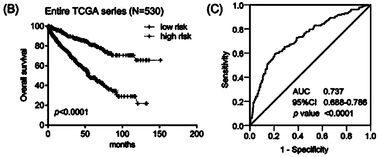 Cyclic snoRNA biomarker used for diagnosing renal clear cell carcinoma, kit and applications