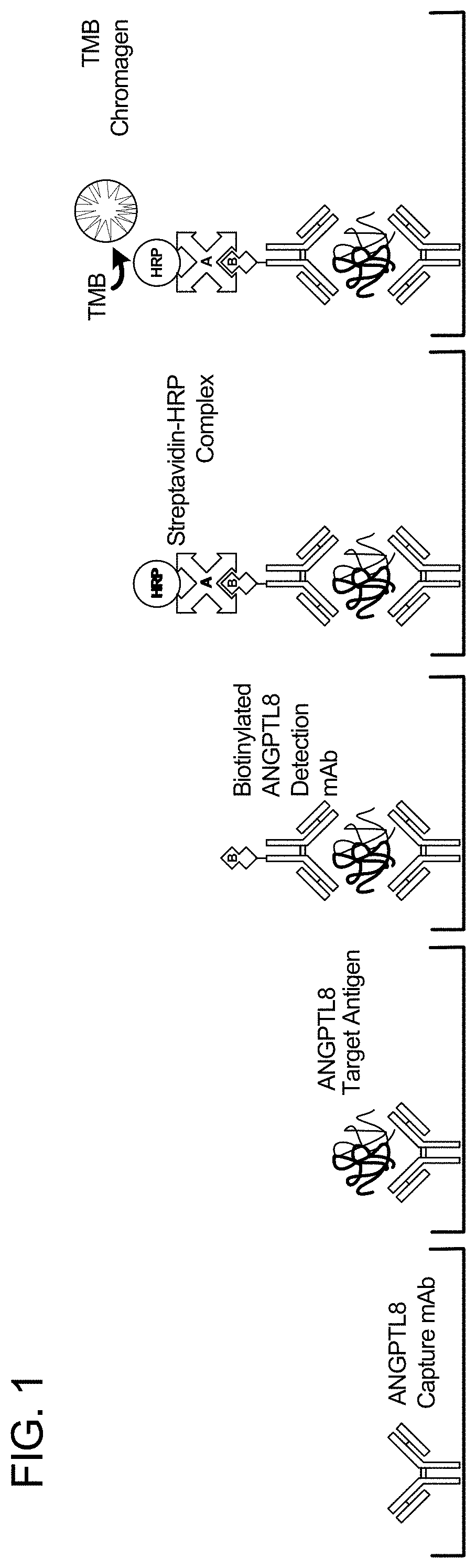 Angptl8 assay and uses thereof