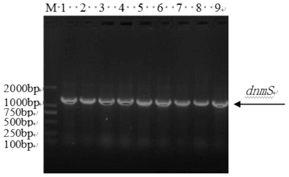 Method for preparing glycosyl transferase DnMS