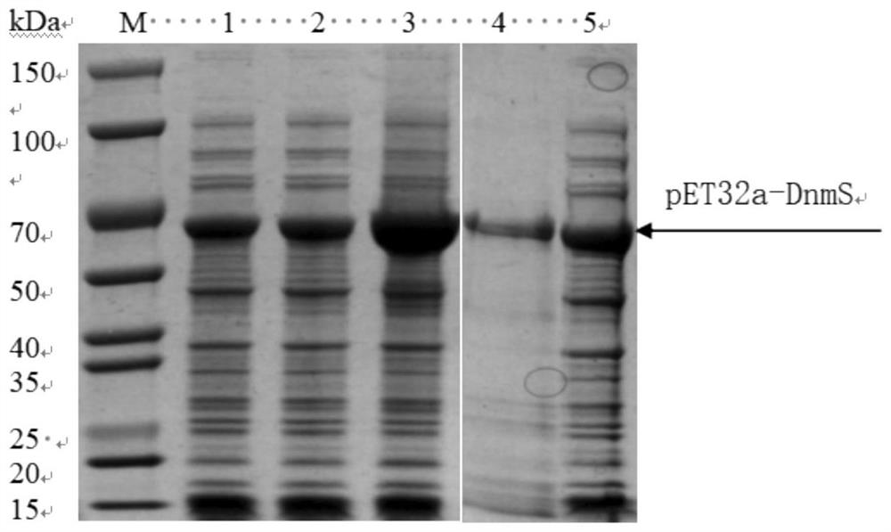 Method for preparing glycosyl transferase DnMS