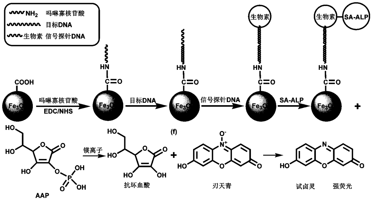 High-sensitivity DNA fluorescence analysis method based on morpholine oligonucleotide functionalized magnetic microspheres